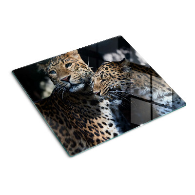 Glass kitchen board Cheetahs on a dark background
