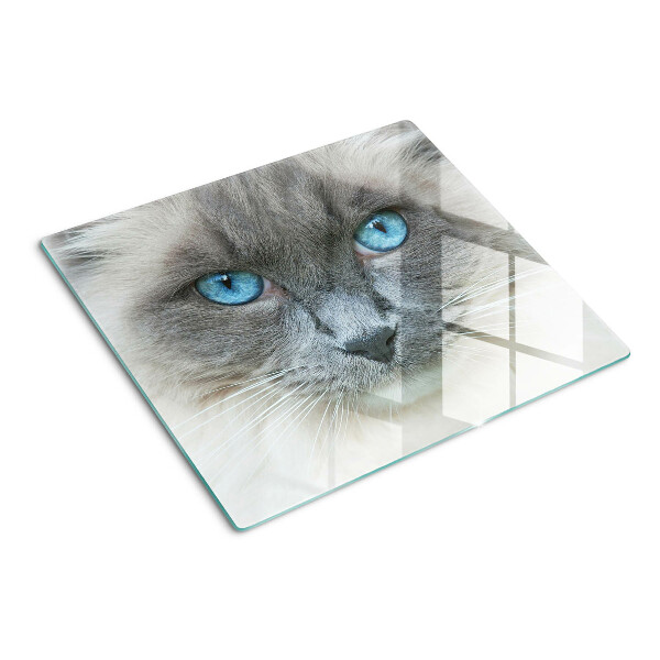 Glass kitchen board Cat with blue eyes