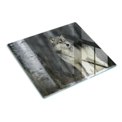 Glass kitchen board Wolf in a forest setting