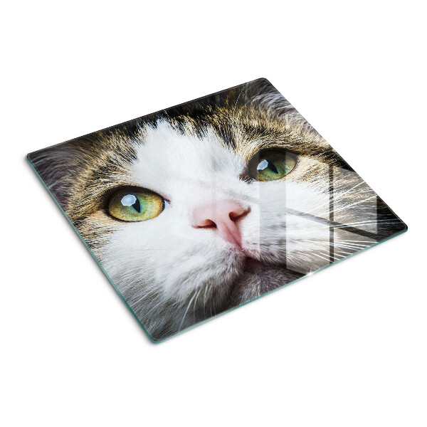 Glass kitchen board Cat with green eyes