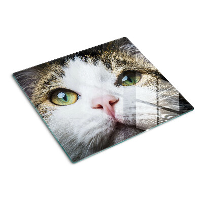 Glass kitchen board Cat with green eyes