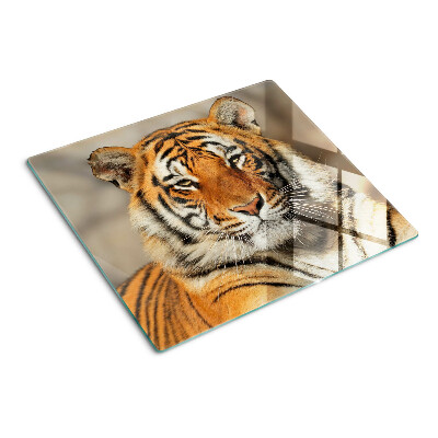 Glass kitchen board Tiger in a natural setting