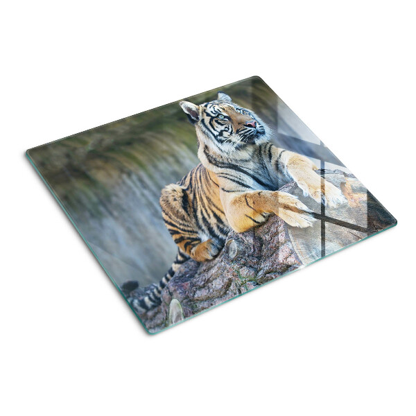 Glass kitchen board Tiger on a tree trunk