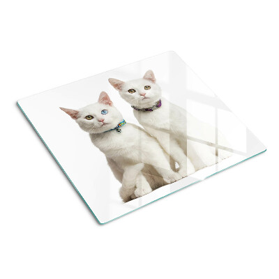 Glass kitchen board White cats with different colored eyes