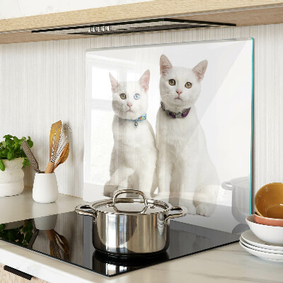 Glass kitchen board White cats with different colored eyes