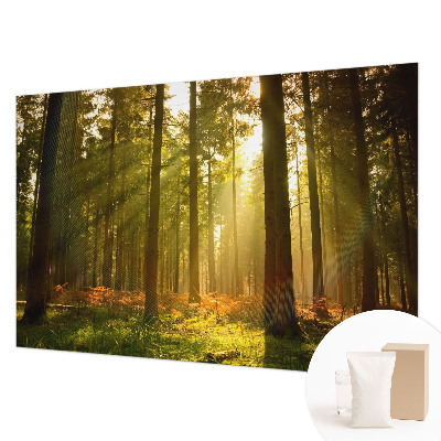 Wall mural for bedroom Forest morning