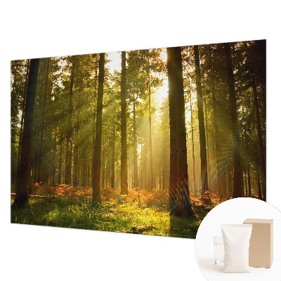 Wall mural for bedroom Forest morning