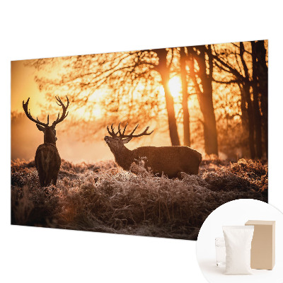 High quality photo wallpaper Deer in the morning