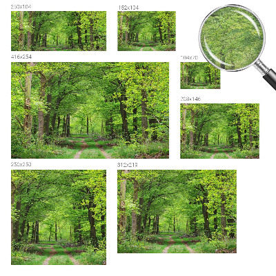 Large wall mural wallpaper Forest path
