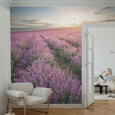Large wall mural wallpaper Lavender fields