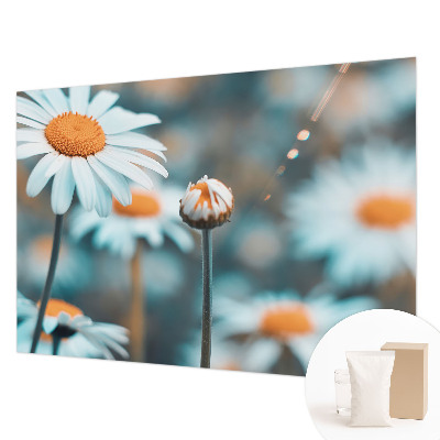 Modern wall mural Chamomile delicacy