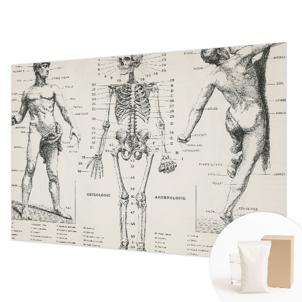 Large wall mural Classical anatomy