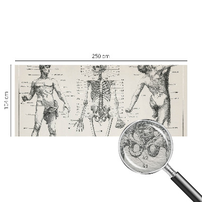 Large wall mural Classical anatomy
