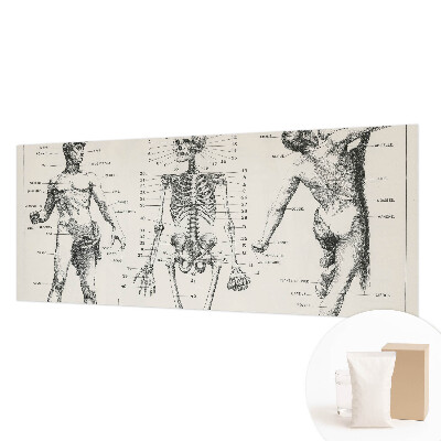 Large wall mural Classical anatomy