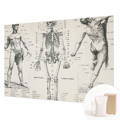 Large wall mural Classical anatomy