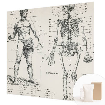 Large wall mural Classical anatomy