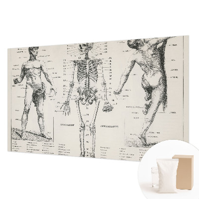 Large wall mural Classical anatomy