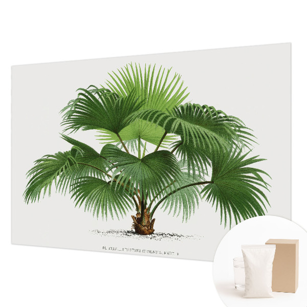 Modern wall mural for living room Exotic palm tree