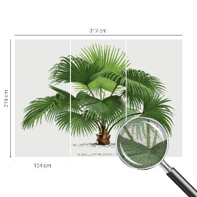 Modern wall mural for living room Exotic palm tree