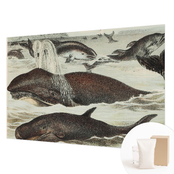 Modern wall mural Sea creatures