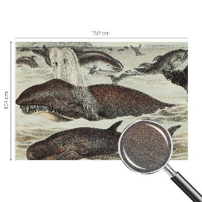 Modern wall mural Sea creatures