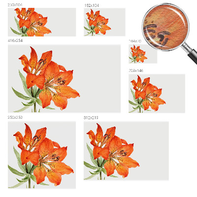 Wall mural Orange lily