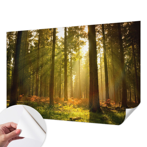 Removable wall mural wallpaper with a forest morning design