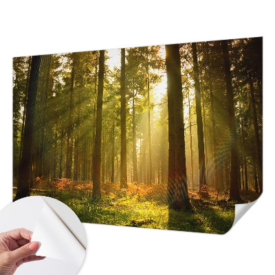 Removable wall mural wallpaper with a forest morning design