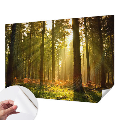 Removable wall mural wallpaper with a forest morning design