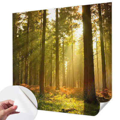 Removable wall mural wallpaper with a forest morning design