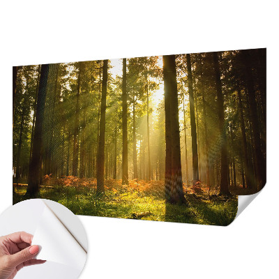 Removable wall mural wallpaper with a forest morning design