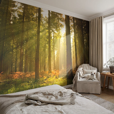 Removable wall mural wallpaper with a forest morning design