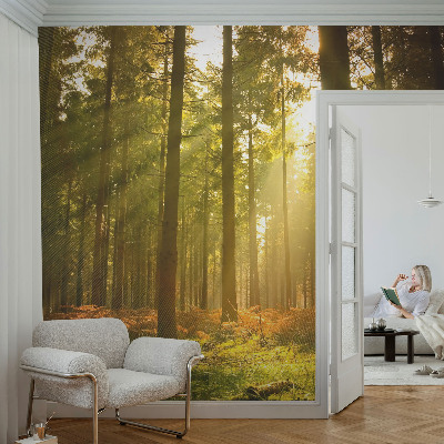 Removable wall mural wallpaper with a forest morning design