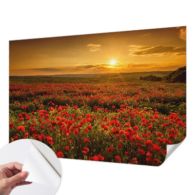 3D wall mural with a poppy field design