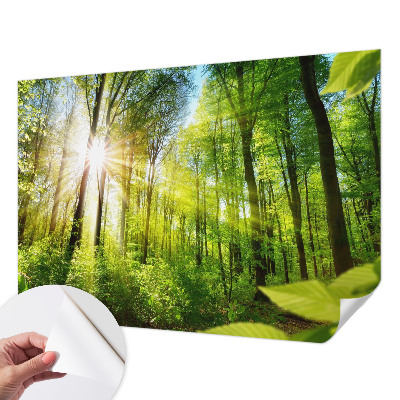 Stick-on wall mural Forest light