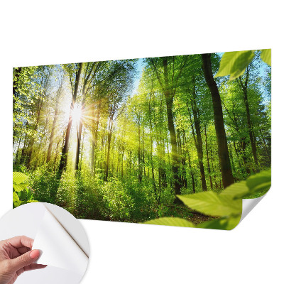 Stick-on wall mural Forest light
