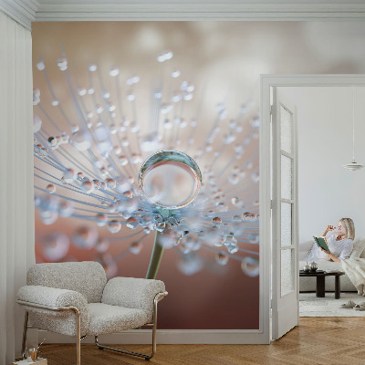 3D wall mural A drop on a dandelion