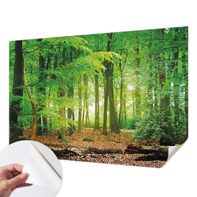 Peel and stick wallpaper mural Green forest