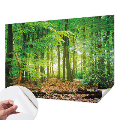 Peel and stick wallpaper mural Green forest