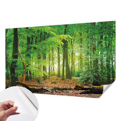 Peel and stick wallpaper mural Green forest