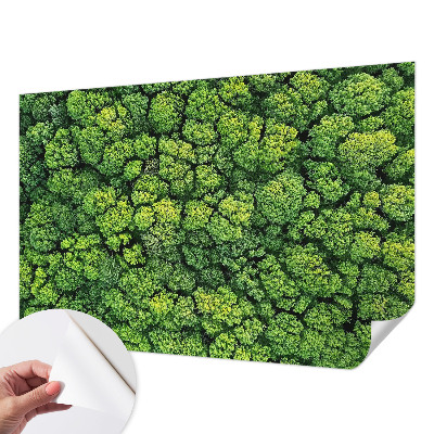 Peel and stick wall mural for kids' room featuring a forest panorama