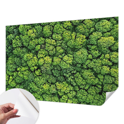 Peel and stick wall mural for kids' room featuring a forest panorama