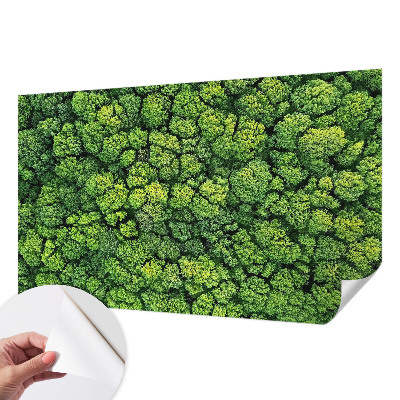 Peel and stick wall mural for kids' room Forest panorama