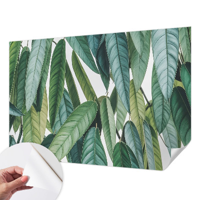 Peel and stick wall mural with a natural leaves design suitable for living rooms