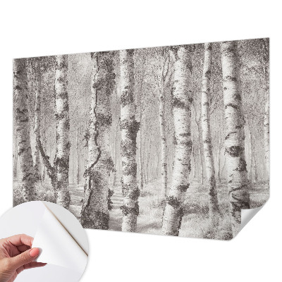 3D wall mural Birch forest