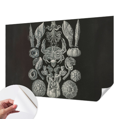 Peel and stick wall mural for kids' room Underwater forms