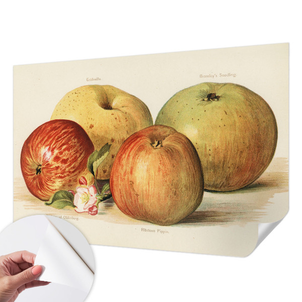 Baby room wall mural Apple blossoms