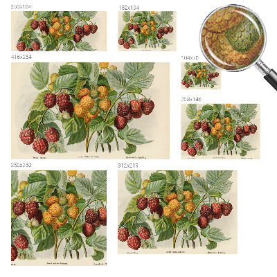 Peel and stick wall mural Classic raspberries