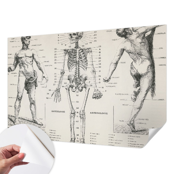 Removable wall mural wallpaper Classical anatomy