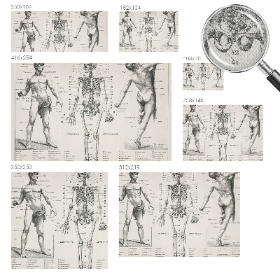 Removable wall mural wallpaper with a classical anatomy illustration